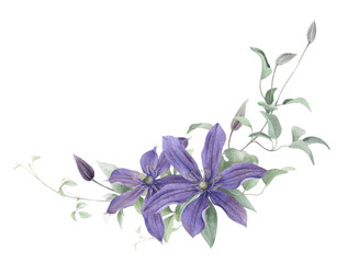 A floral composition with lilac clematis flowers, buds, curly stems with leaves hand drawn in watercolor isolated on a white background. Watercolor illustration. Watercolor floral arrangement