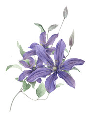 A floral composition with lilac clematis flowers, buds, curly stems with leaves hand drawn in watercolor isolated on a white background. Watercolor illustration. Watercolor floral arrangement