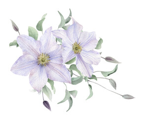 A floral composition with white clematis flowers, buds and stems with leaves hand drawn in watercolor isolated on a white background. Watercolor illustration. Watercolor floral arrangement.