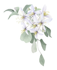 A corner floral composition with white flowers, buds, leaves and eucalyptus branches hand drawn in watercolor isolated on a white background. Watercolor illustration. Watercolor floral arrangement.