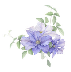 A floral composition with blue and white clematis flowers and stems with green leaves hand drawn in watercolor isolated on a white background. Watercolor illustration. Watercolor floral arrangement