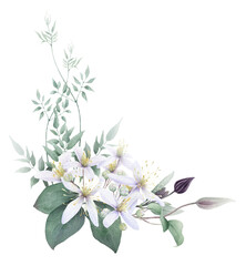 A corner floral composition with white clematis flowers, buds and stems with leaves hand drawn in watercolor isolated on a white background. Watercolor illustration. Watercolor floral arrangement.