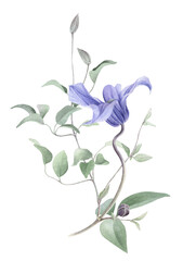 A curly clematis stem with blue clematis flower, buds and leaves hand drawn in watercolor isolated on a white background. Watercolor illustration. Watercolor floral element.