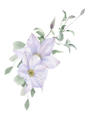 A floral composition with white clematis flowers, buds and stems with leaves hand drawn in watercolor isolated on a white background. Watercolor illustration. Watercolor floral arrangement.