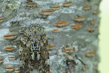 ニイニイゼミ　さくらの木　7月下旬