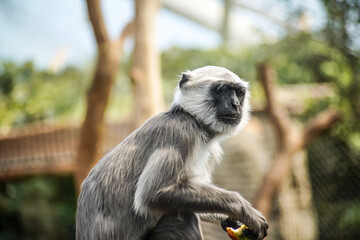 a long macaque