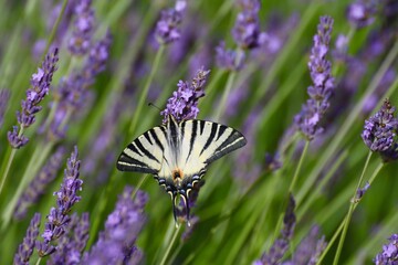 Le papillon flambé et les lavandes