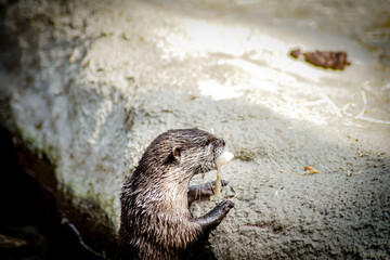 otter on the tree