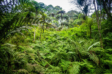 helecho verde en el bosque tropical