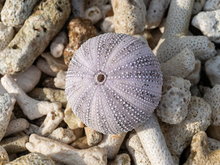 sea urchin shell