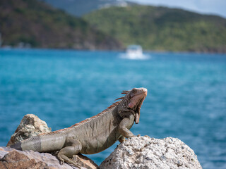 iguana on a rock