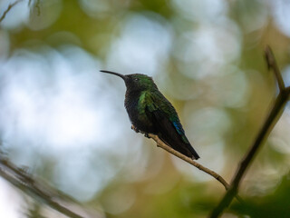 hummingbird on a branch