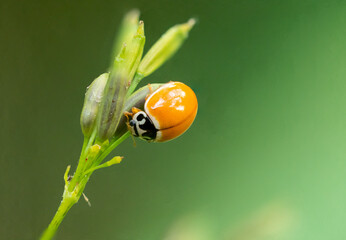 ladybug on leaf