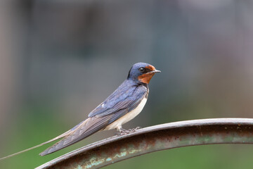 village swallow on the fence.