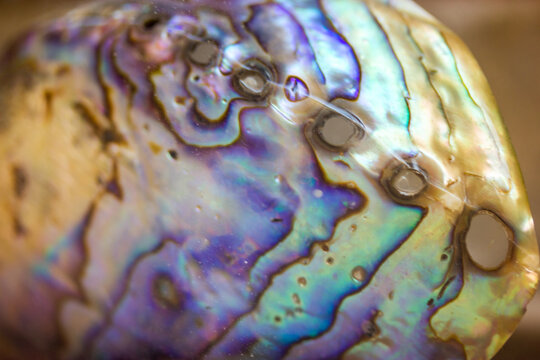 Haliotis iris, paua blackfoot. Beautiful abstract background texture of multicolored purple blue green iridescent abalone seashell close up macro shot. Shiny rainbow color mother of pearls sea shell.
