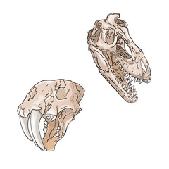 Vector illustration of a doodle dinosaur skull, bones on a white background for printing on paper, logo, clothes, blanks for designers, shops   © Anastasiia
