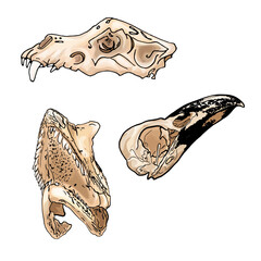 Vector illustration of a doodle dinosaur skull, bones on a white background for printing on paper, logo, clothes, blanks for designers, shops	
