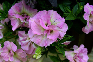 Fototapeta premium Pink petunia flower