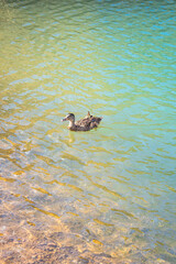Obraz premium Lake (laghetto) of Terranera, a emerald green sulphur lake near natural free public beach with black sand near Porto Azzurro, Island of Elba, Italy