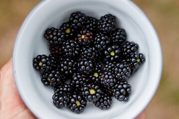 Bowl of blackberries