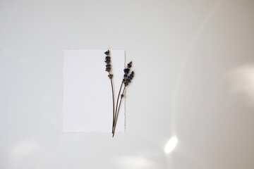 White sheet of paper with space for writing on a white background with dry lavender. Top view