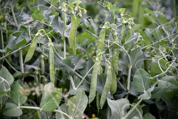 Pods of fresh peas in the garden in summer