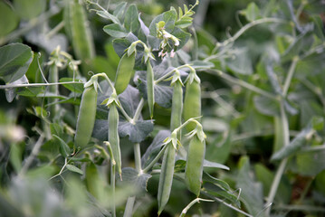 Pods of fresh peas in the garden in summer