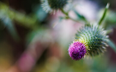 Close up of bull thistle flower