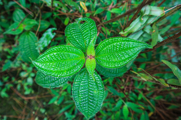 closeup small balsam plant in Indonesian forest with selective focus. Blooming small balsam in July.
