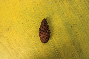 close up view brown pine cone on yellow background.