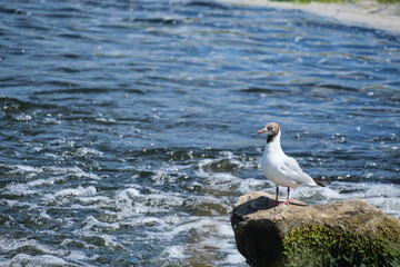 Seagull is sitting stone middle flowing river.