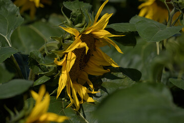 SUNFLOWER - Beautifully flowering plants in the field