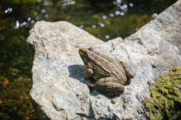 Lake frog crawled out water on rock to bask bright sun.