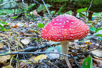 Red fly agaric. Mushroom in the autumn forest. Close-up