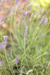 Small lavender flowers on blur green grass background.