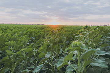Green sunflowers grow in the field