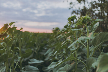 Green sunflowers in the field at sunset