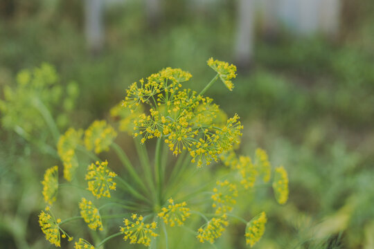 Dill blossoms on a green background