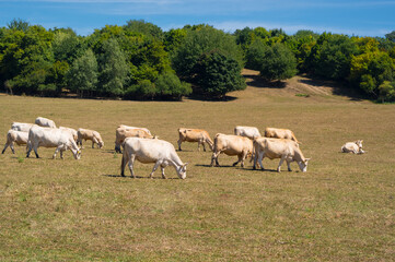 Fototapeta na wymiar A herd of beef cattle graze on a pasture. Organic farming. Sosuvka village, South Moravia, Czech Republic.