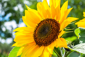 Yellow blooming sunflower illuminated by the sun