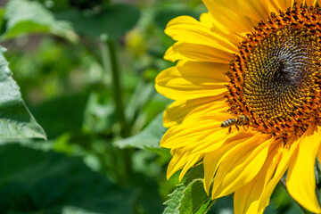 Obraz premium Bee pollination of a blooming sunflower.