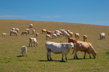 Obraz premium A herd of beef cattle graze on a pasture. Organic farming. Sosuvka village, South Moravia, Czech Republic.