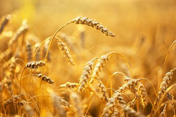 Ripe wheat spikelets on golden field glowing by the orange sunset light. Industrial and nature...