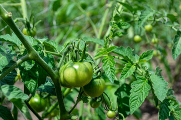 Young unripe green tomatoes