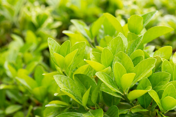 euonymus japonicus or japanese euonymus green shrub plant background