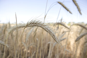 Golden wheat field and wheat ears with grains close up
