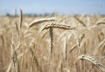 Golden wheat field and wheat ears with grains close up