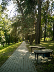 Road and benches in the city park.