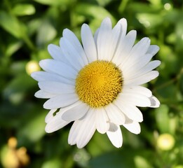 Obraz premium A close view of the white daisy in the garden.