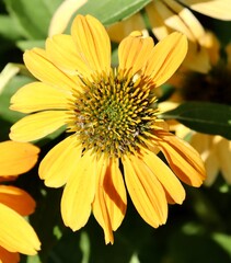 A close view of the bright yellow flower in the garden.